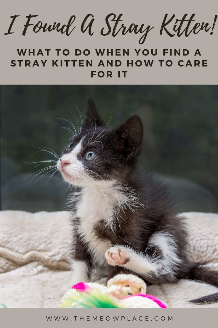 a black and white kitten sitting on top of a bed with the caption i found a stray kitten what to do when you find a stray kitten and how to care for it