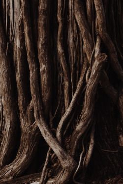 an old tree with very thick branches and no leaves