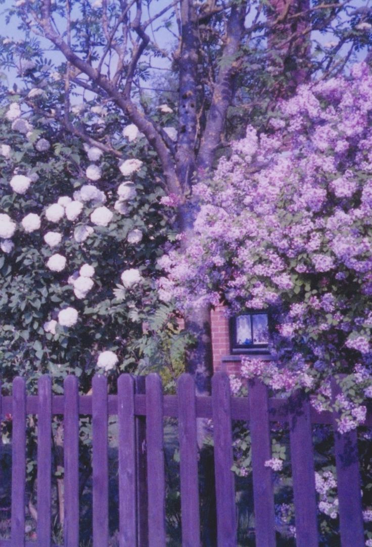 a purple picket fence with white flowers on it