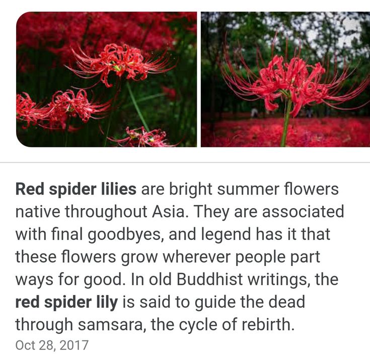 red spider lilies are bright summer flowers native throughout asia they are associated with final goodbyes, and legend has that these flowers grow