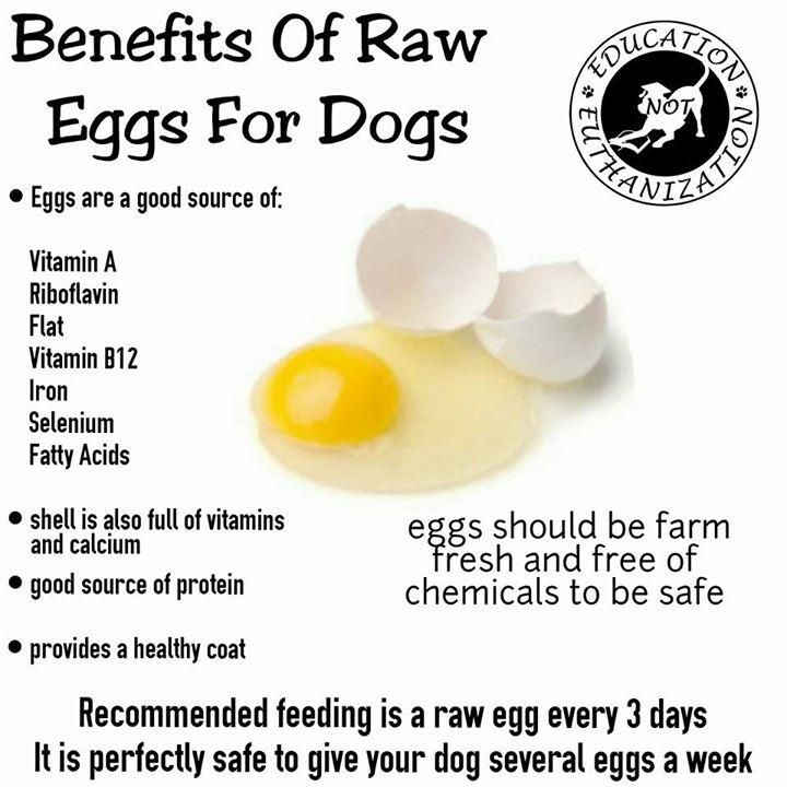 the benefits of raw eggs for dogs and how to use them in your dog's diet