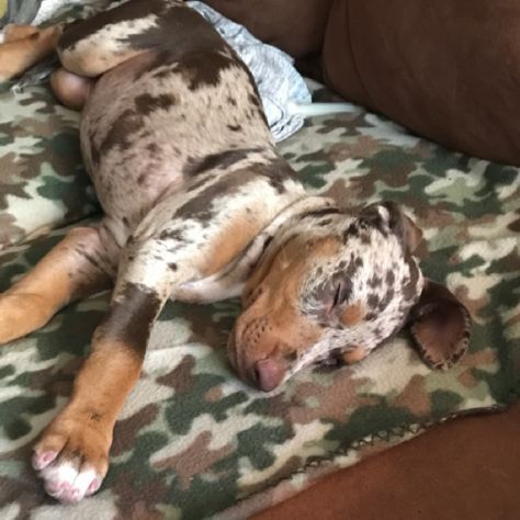 a brown and white dog laying on top of a couch