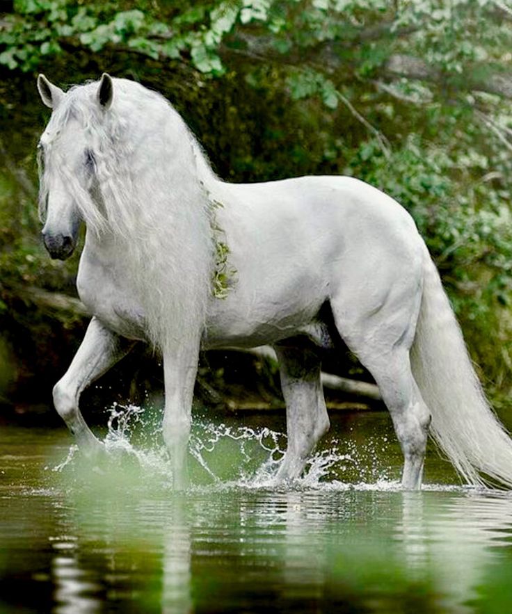 a white horse is standing in the water