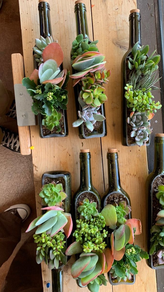 succulents in wine bottles are arranged on a wooden table with other plants