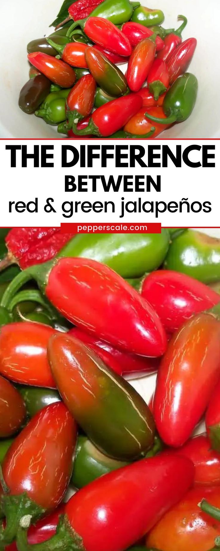 the differences between red and green jalapenos