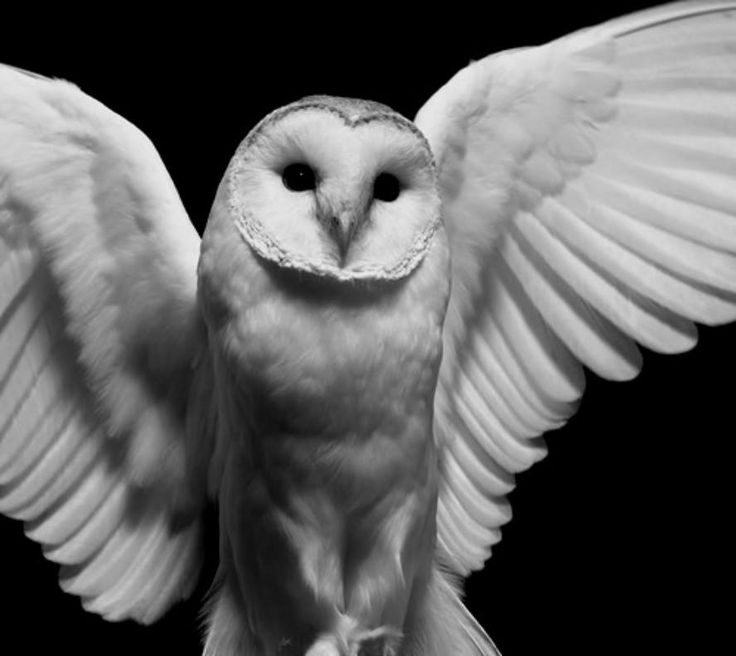 an owl with its wings spread out in front of a black and white background,