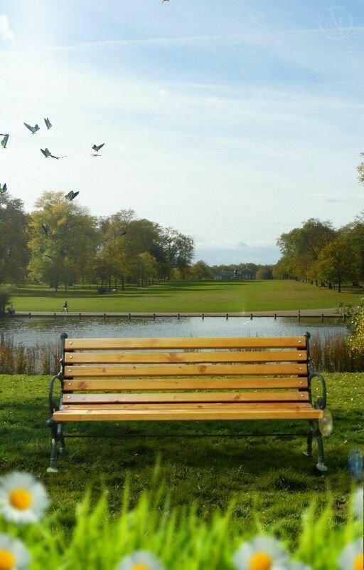 a wooden bench sitting in the grass next to a lake and birds flying over it