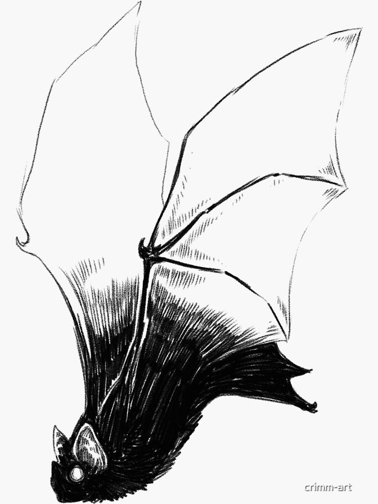 a black and white drawing of a bat flying through the air with its wings spread