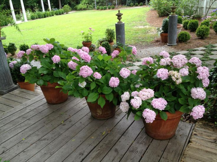 several potted flowers on a wooden deck