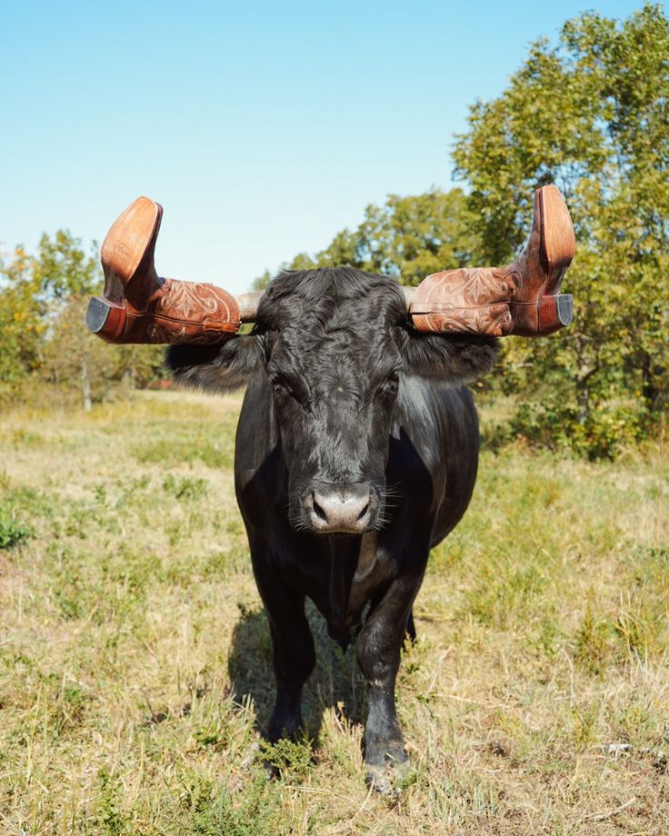 a black cow with large horns standing in the grass