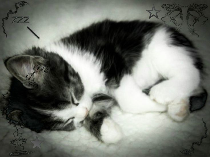 a black and white kitten sleeping on top of a blanket