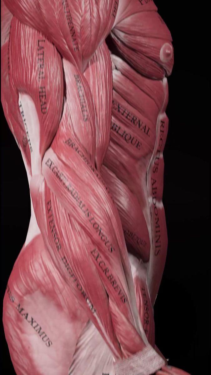 an image of the back of a man's muscles