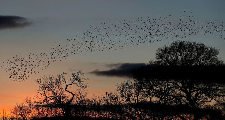 a flock of birds flying over trees at sunset