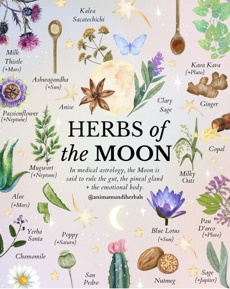 Witch Herbs, Medicinal Herbs Garden, Medical Herbs, Moon Magick, Witch Things, Magic Herbs, Herbs Garden, Witch Spirituality, Magical Herbs