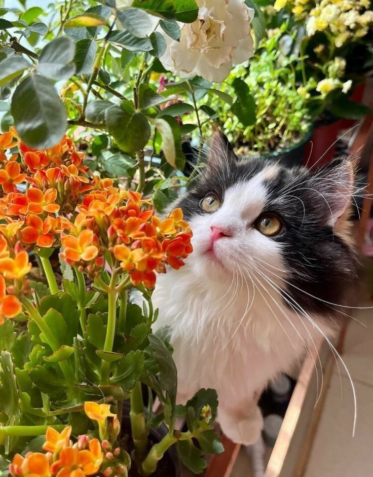 a black and white cat sitting next to some flowers