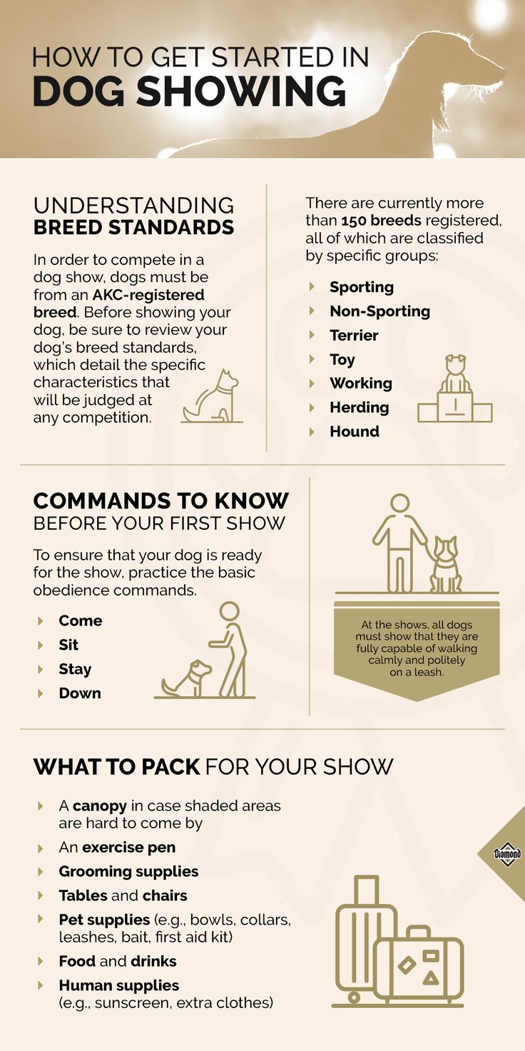 an info sheet describing how to get started in dog showing, including instructions on how to