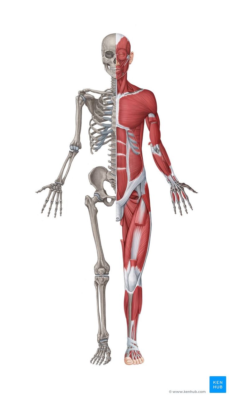 the muscles are shown in this diagram, and it is not very difficult to see