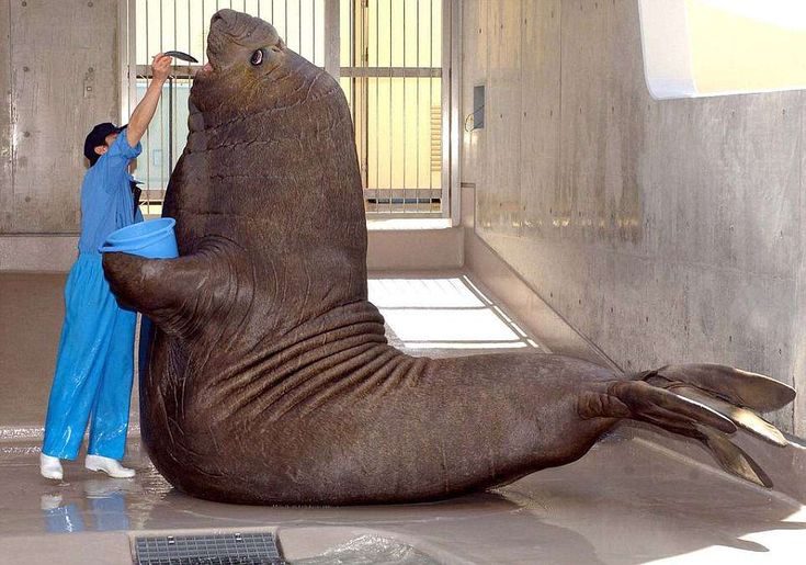 an elephant laying on its back in a room next to a woman with a blue dress