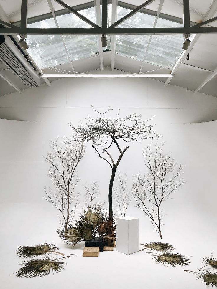 a white room with trees and plants on the floor