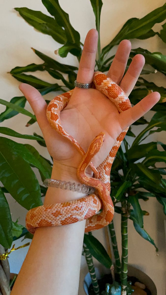 a hand holding an orange and white snake in it's palm, next to a potted plant