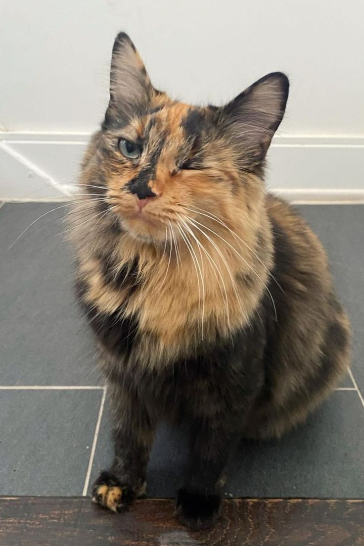 a calico cat sitting on the floor looking up