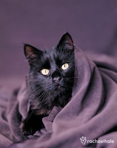 a black cat sitting on top of a purple blanket