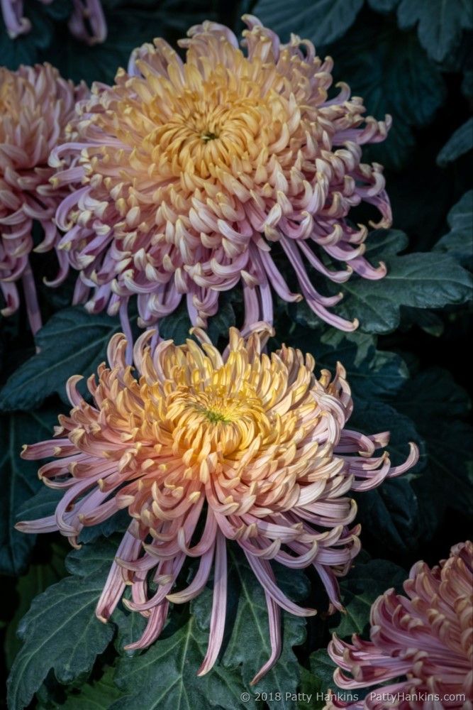 some pink and yellow flowers with green leaves