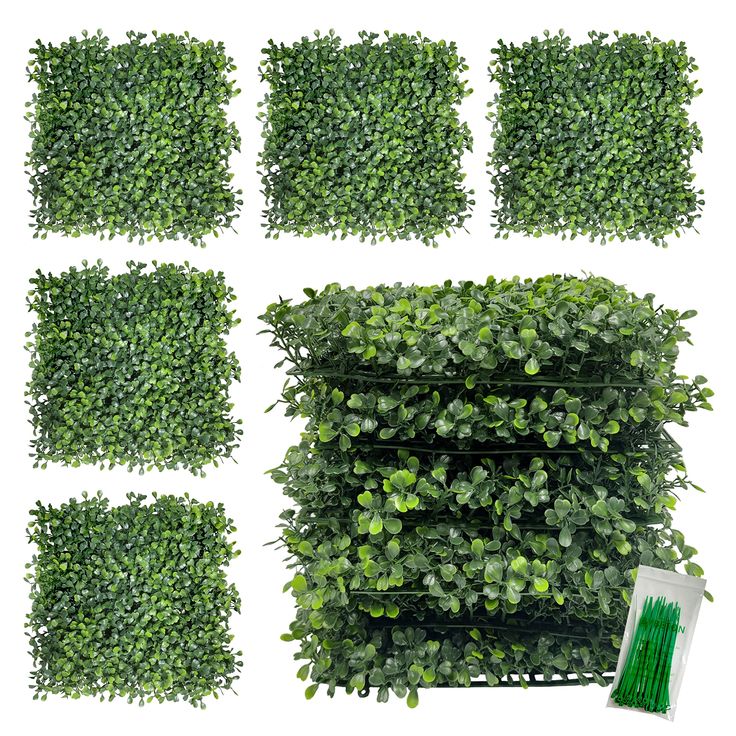 several green plants are arranged in rows on a white background, including one for each planter