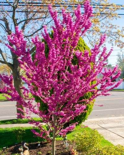 a pink tree in the middle of a flower bed