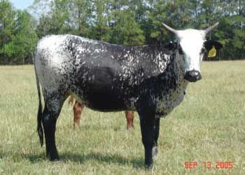 a black and white cow standing on top of a grass covered field with trees in the background