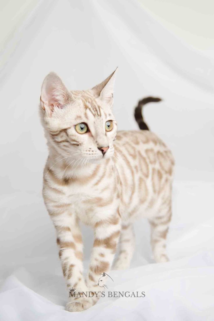 Snow Bengal Cat White Bengal Cat, Gato Bengali, Bengal Cat Breeders, Food Cat, Warrior Cat Oc, Bengal Kitten, Cat Breeder, Drawing Faces, Drawing Cat