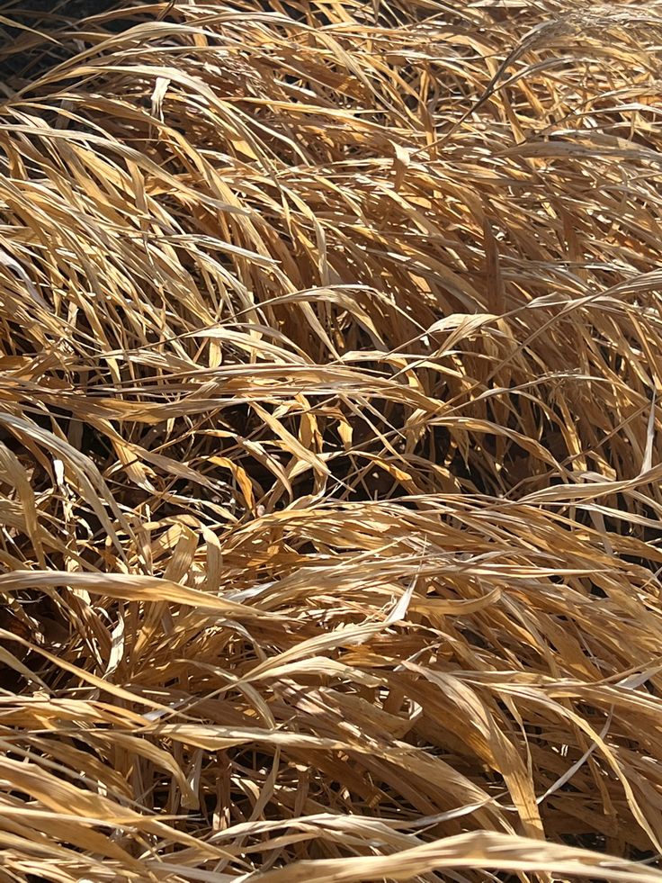 a bird is sitting in the middle of some tall grass