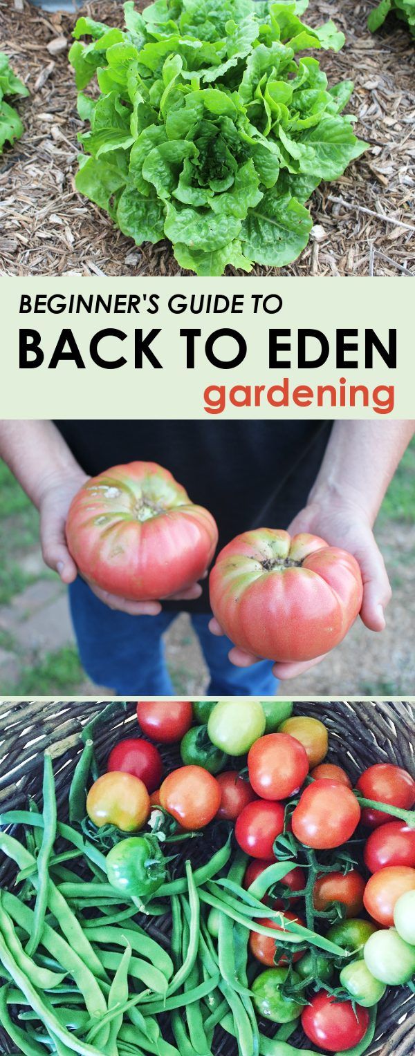 the beginner's guide to back to eden gardening