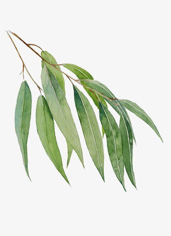 a branch with green leaves on it against a white background in watercolouric