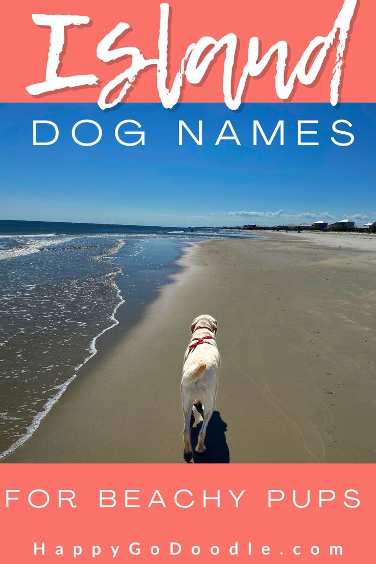 a dog walking on the beach with text overlay that says island dog names for beachy pups