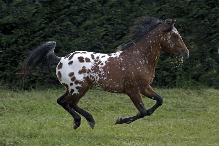 a brown and white horse running in the grass