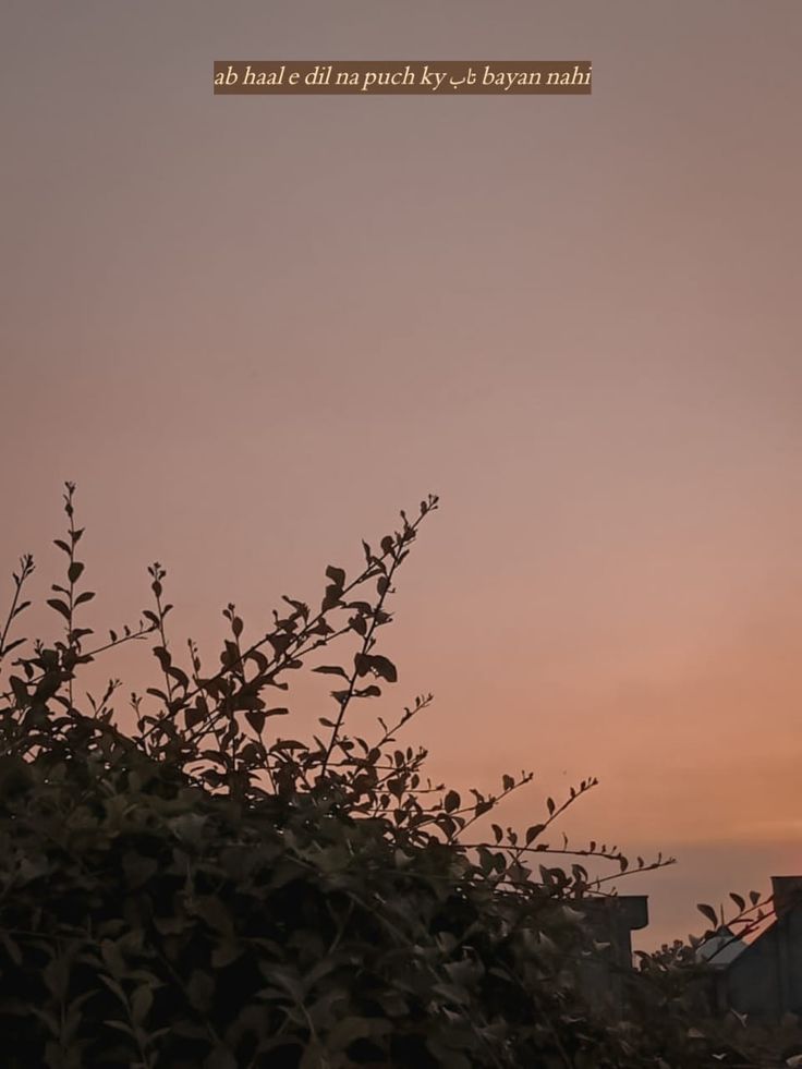 the sky is pink and orange as the sun sets in the distance behind some bushes