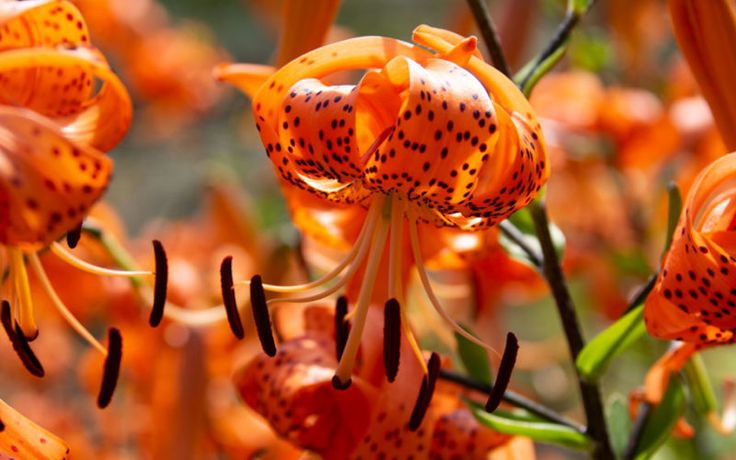 an orange flower with black spots on it