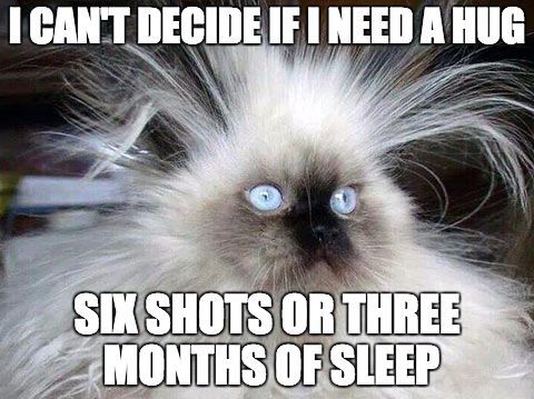 a cat with blue eyes and caption that says i can't decide if need a hug or six shots, or three months of sleep