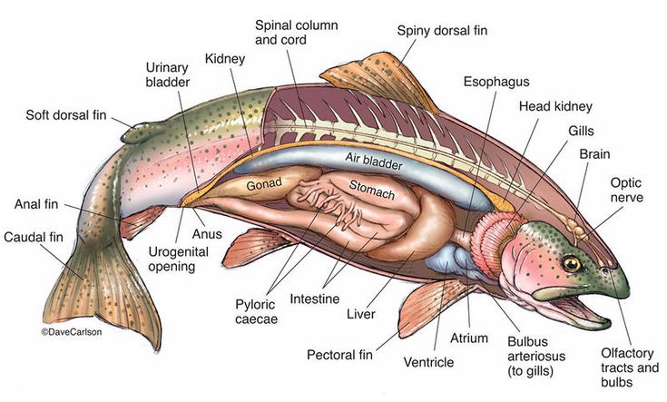 the anatomy of a fish with labels on it's external body and its major parts