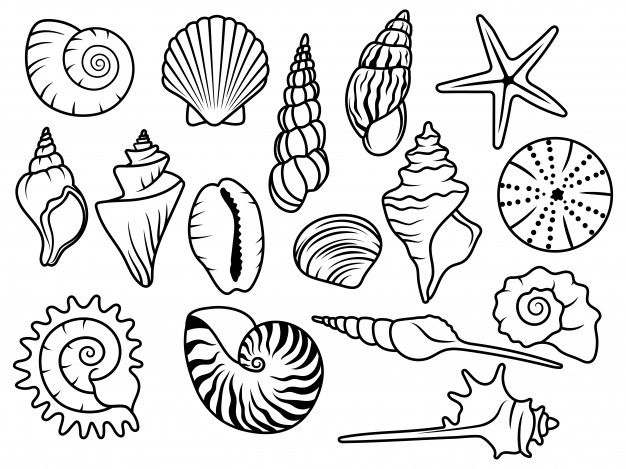 sea shells and seashells coloring pages