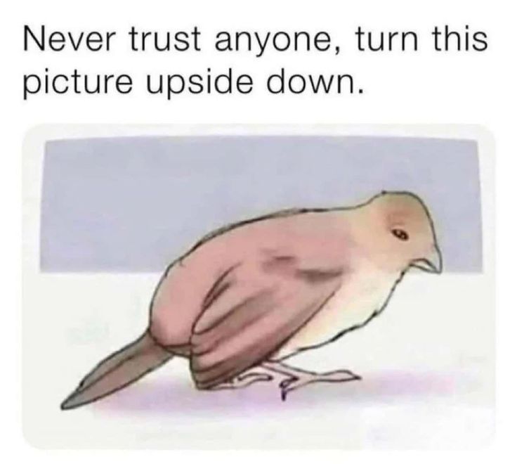 a bird sitting on top of a table next to a white wall with the words never trust anyone, turn this picture upside down