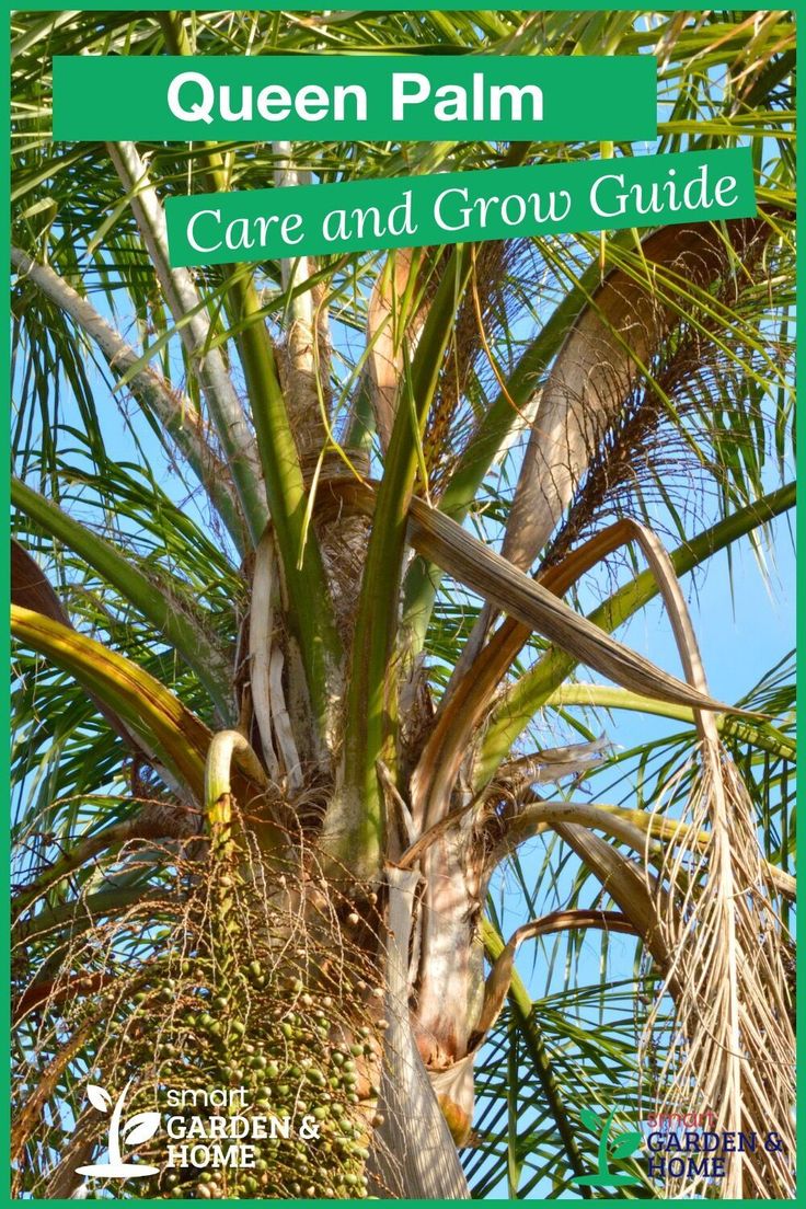 a palm tree with the words queen palm care and grow guide on it's cover