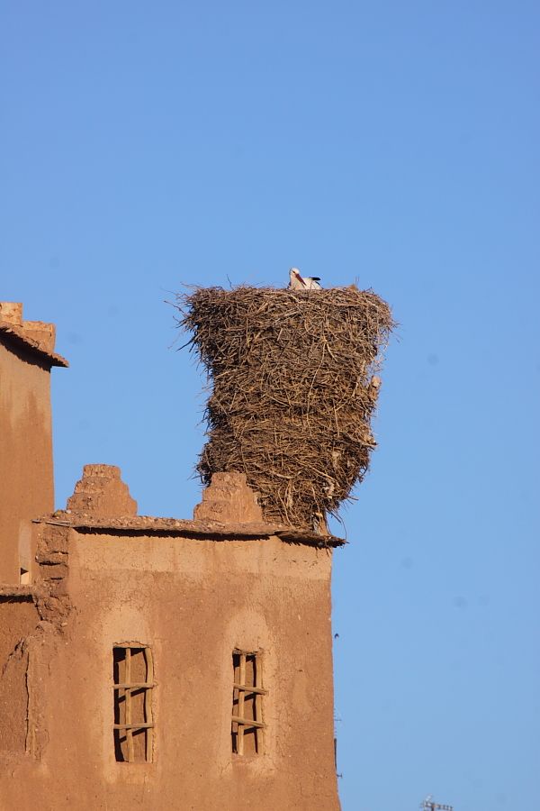 a bird is sitting on top of a building with a nest in it's roof