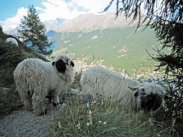 three sheep are standing on the side of a mountain trail, looking at the camera