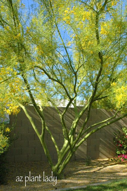 a tree with yellow flowers in front of a wall