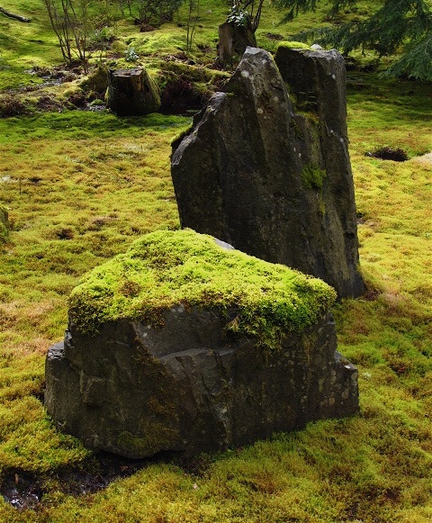 moss growing on rocks in the middle of a field