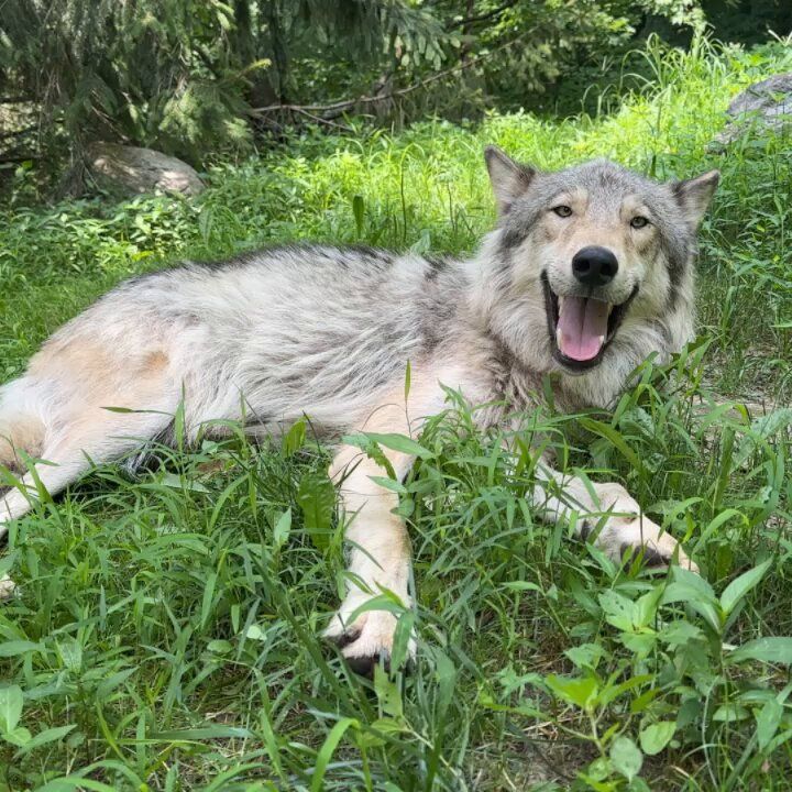 a wolf laying in the grass with its mouth open