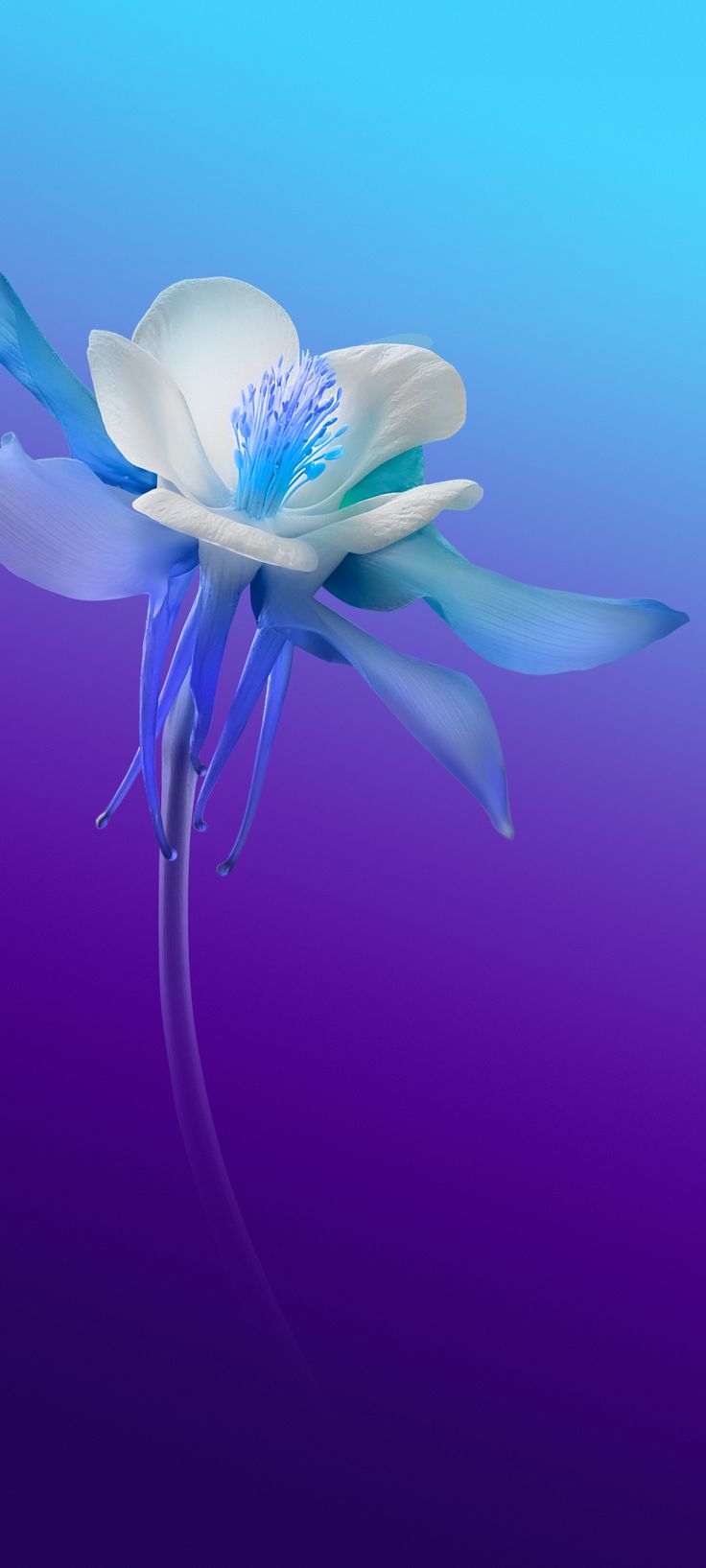 a blue and white flower floating on top of the water in front of a purple background