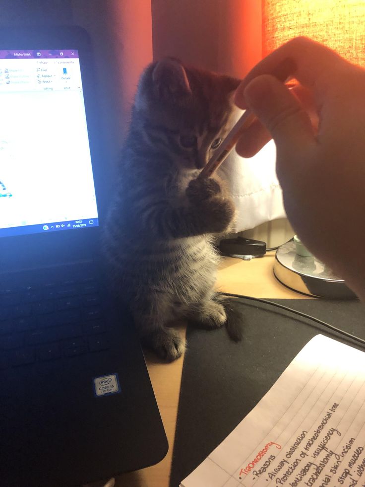 a small kitten standing on its hind legs in front of a laptop computer and holding a pen